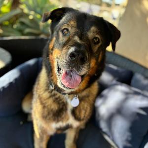 Bucky, Leonberger, senior, available for adoption