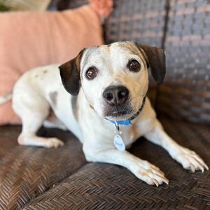 Bowie, Beagle, adult, available for adoption