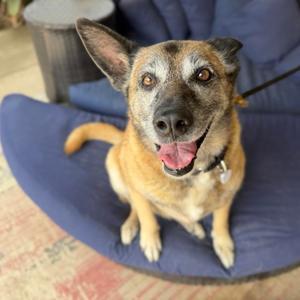 Bella Bluebird, Shepherd, Belgian Malinois, senior, available for adoption