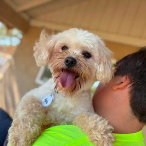 Ace, Poodle, adult, available for adoption