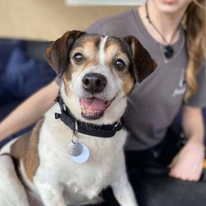 Bono, Beagle, senior, available for adoption