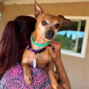 Amanda, Chihuahua, senior, available for adoption
