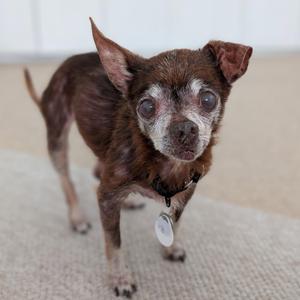 Bernard, Chihuahua, senior, available for adoption