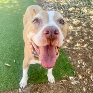 A happy brown and white dog with its tongue out, standing on grass.