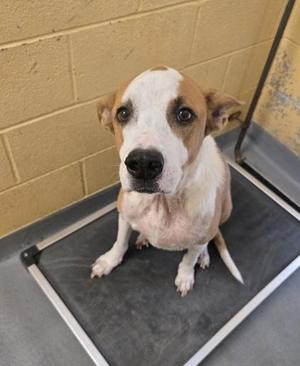 Harvey, Pointer / Mixed Breed, senior, available for adoption