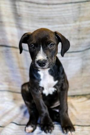 Ryder, Mixed Breed, puppy, available for adoption