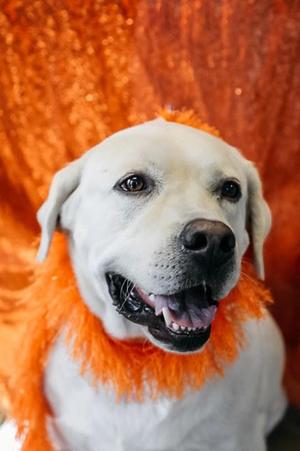 Capone, Labrador Retriever, adult, available for adoption
