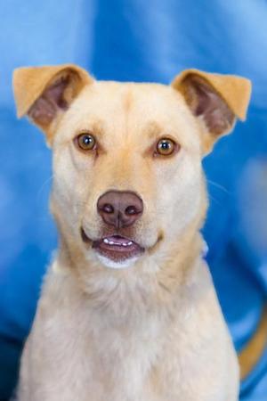 Earl, Labrador Retriever / Mixed Breed, young, available for adoption
