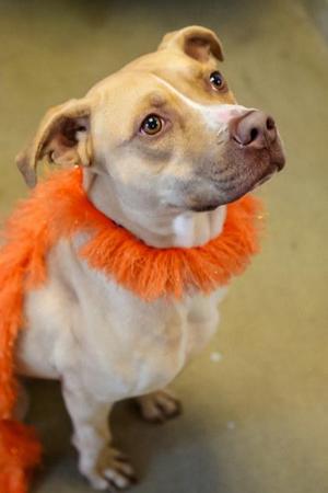 Chip, Mixed Breed, young, available for adoption