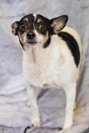 A black and white dog with large ears standing on a gray surface.