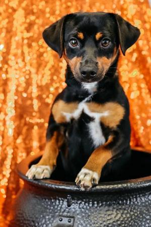 Jack, Dachshund / Mixed Breed, young, available for adoption
