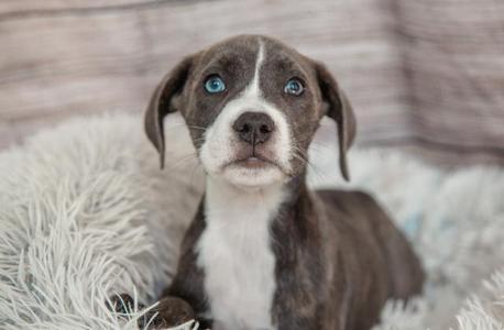 A blue-eyed puppy with a brown and white coat sitting on a fluffy white blanket.