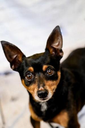 Sam, Chihuahua / Mixed Breed, young, available for adoption