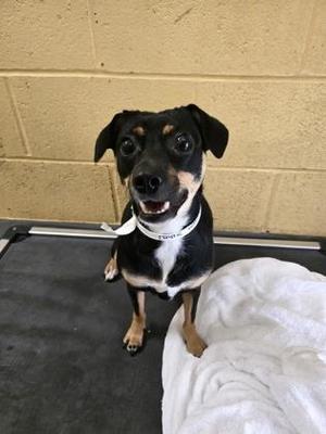 Payne, Rat Terrier / Mixed Breed, adult, available for adoption