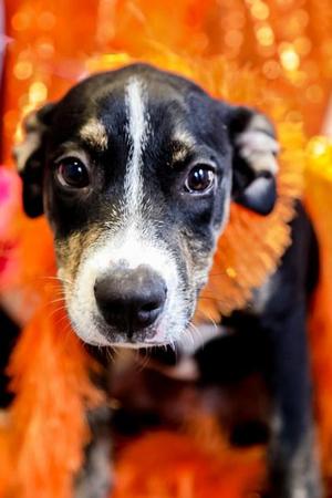 Alexa, Mixed Breed, young, available for adoption