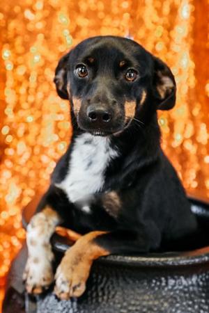 Punkin, Dachshund / Mixed Breed, young, available for adoption