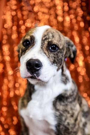 Landon, Mixed Breed, young, available for adoption