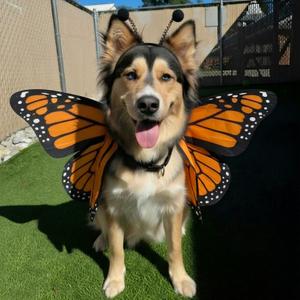 This is LORELEI - beautiful young female mixed breed - PLS WATCH HER VIDEO, Husky, young, available for adoption