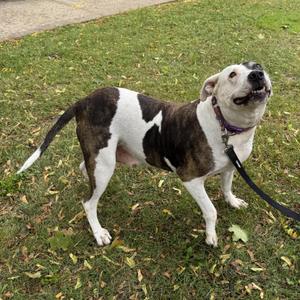 ADRIANNA - Sweet Gentle Girl needs a Furever Home - PLs WATCH HER VIDEO, American Staffordshire Terrier, senior, available for adoption