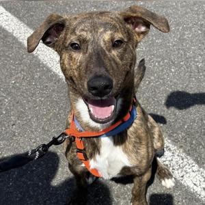 Meet TEDDY - 11 mo old Aussie Mix - COURTESY POST for CLAWS RESCUE, Australian Shepherd, young, available for adoption