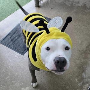 MOTO MOTO - Lives up to the name PLS WATCH HIS VIDEO, American Staffordshire Terrier, senior, available for adoption