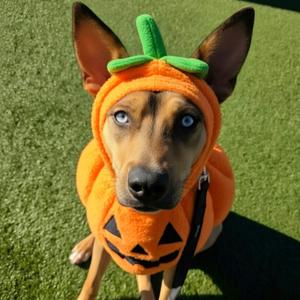 Meet RORY - 1 yr old female mixed breed, lots of fun, Mixed Breed, young, available for adoption