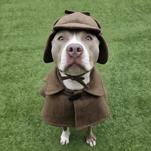 A dog wearing a brown detective hat and coat, standing on grass.