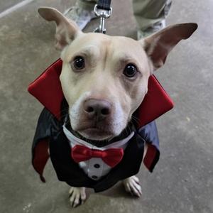 WINSTON 2.0 - A HAPPY MORE CONFIDENT BOY - PLS WATCH HIS VIDEO, Terrier, adult, available for adoption