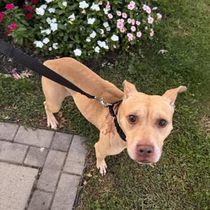 Meet WINSTON 2.0 - Sweet shy 5 yr old coming out of his shell...WATCH HIS MOVIE, Terrier, adult, available for adoption
