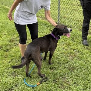 MEET FERN - Beautiful lab /terrier mix, loves to be out & about COURTESY POSTING WAYNE NJ, Terrier / Labrador Retriever, adult, available for adoption