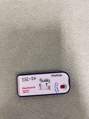 A heartworm test kit with the name 'Buddy' written on it, showing a positive result with a red line next to the 'T' (test) indicator.