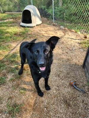 Jett, German Shepherd Dog / Labrador Retriever, young, available for adoption