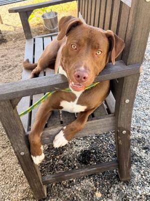 Grimm, Labrador Retriever / Terrier, puppy, available for adoption