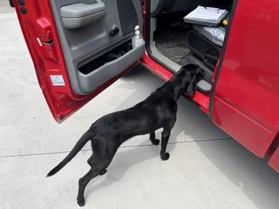 Cole, Hound / Mixed Breed, young, available for adoption
