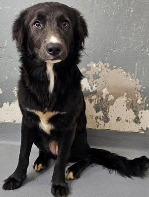 Shiloh, Border Collie / Mixed Breed, young, available for adoption