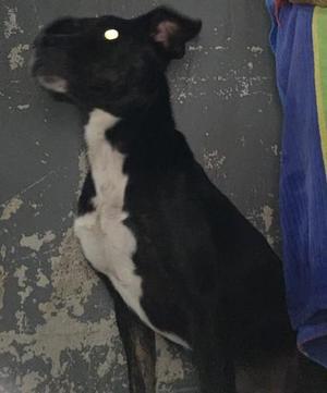 black and white dog sitting on a concrete floor