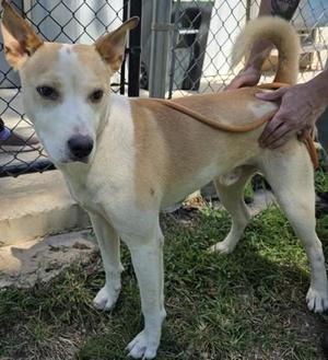 A light-colored dog with pointed ears standing on grass, being petted by a person's hand on its back.