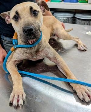 Olive, Black Mouth Cur / Great Dane, young, available for adoption