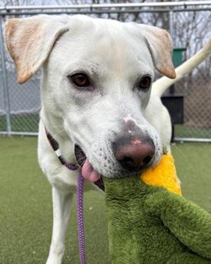 Archie, Labrador Retriever / Mixed Breed, young, available for adoption