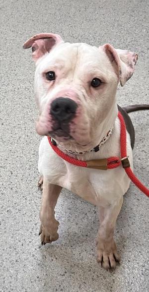 A white dog with pink ears and a red collar, sitting on a gray surface.