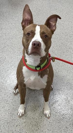Buster Jr., Pit Bull Terrier / Mixed Breed, young, available for adoption