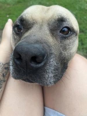 Blastoise (in foster), Pit Bull Terrier / Mixed Breed, adult, available for adoption