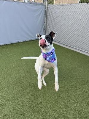 A white dog with black markings on its face and ears is jumping in the air on a green artificial turf surface. The dog is wearing a colorful bandana and has its tongue out.