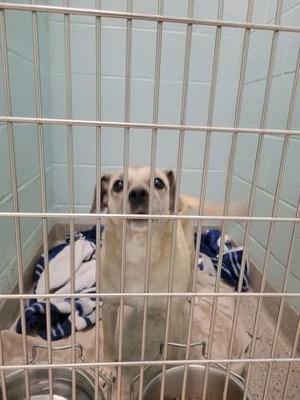A dog sitting in a cage with a blanket and a bowl