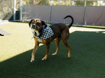 Chico, Boxer / Pug, adult, available for adoption