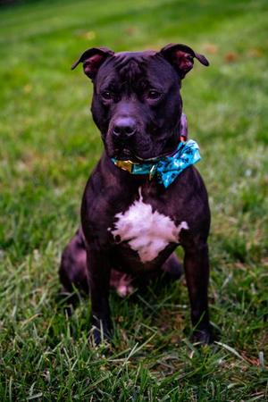 Chief, Pit Bull Terrier / Mixed Breed, adult, available for adoption