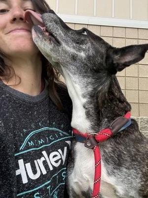 Bubby, Terrier / Mixed Breed, adult, available for adoption