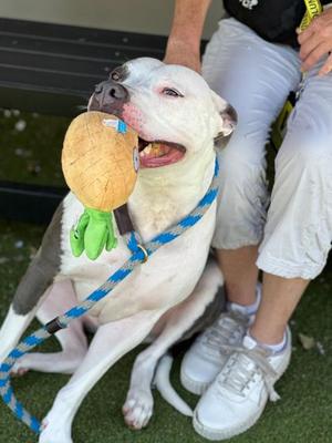 Apollo, Pit Bull Terrier / Mixed Breed, adult, available for adoption