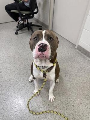A brown and white dog sitting on a gray floor, wearing a yellow collar and leash.