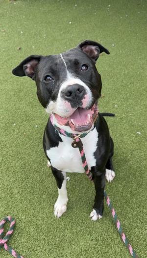 Butterbean, American Staffordshire Terrier / Mixed Breed, adult, available for adoption